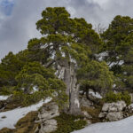 2024-03 - Randonnée en Chartreuse - 03 - Col de l'Alpette et hauts plateaux de Chartreuse - Paysages - 064